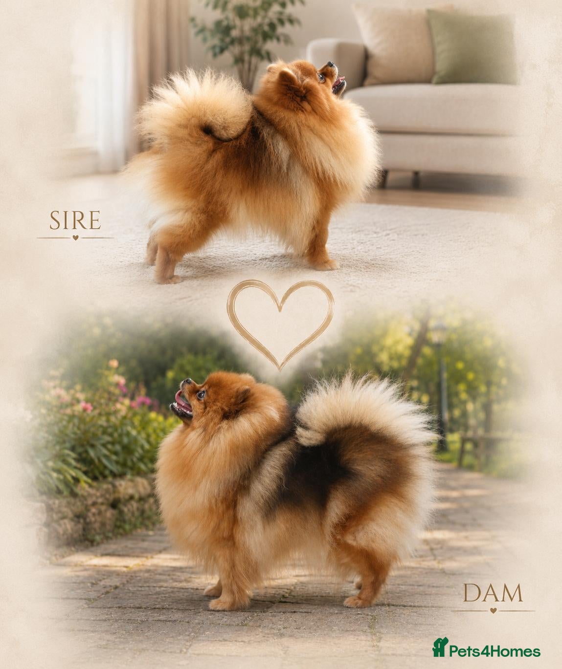 Pomeranian dogs ❤️ Exceptional KC Registered Pomeranian Puppies ❤️ - Advert 1