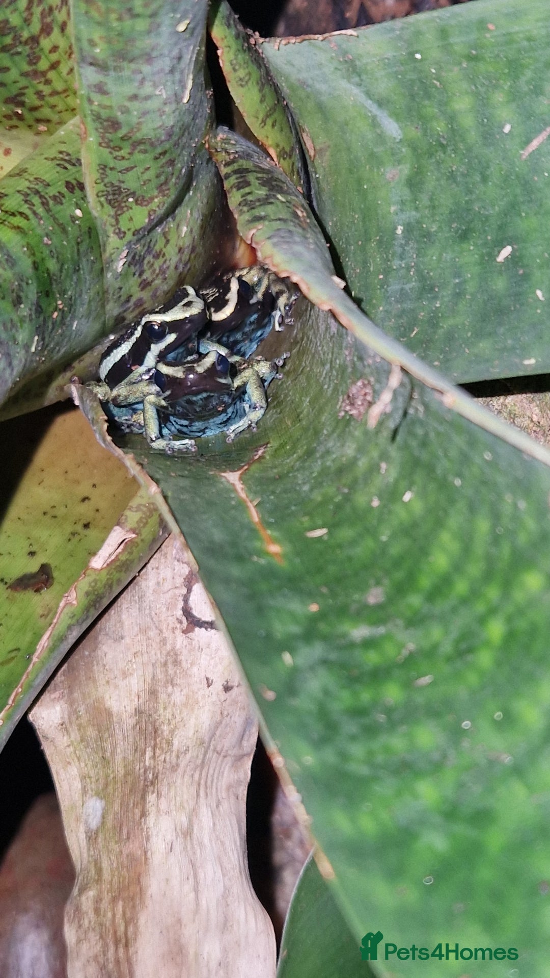 Frog reptiles for sale: Amereega basslei Sisa tadpoles  - Advert 1