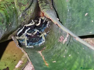 Frog reptiles Amereega basslei Sisa tadpoles - Advert 21