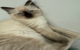 Ragdoll cats for sale: Ragdoll - Image 7
