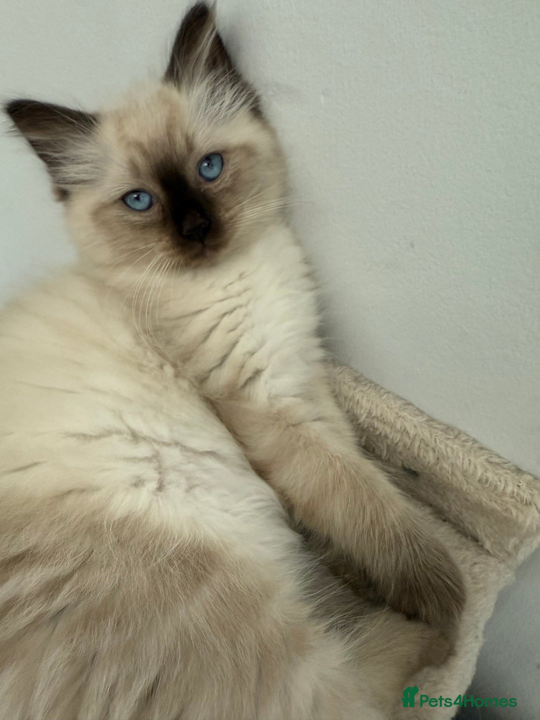 Ragdoll cats for sale: Ragdoll - Image 7