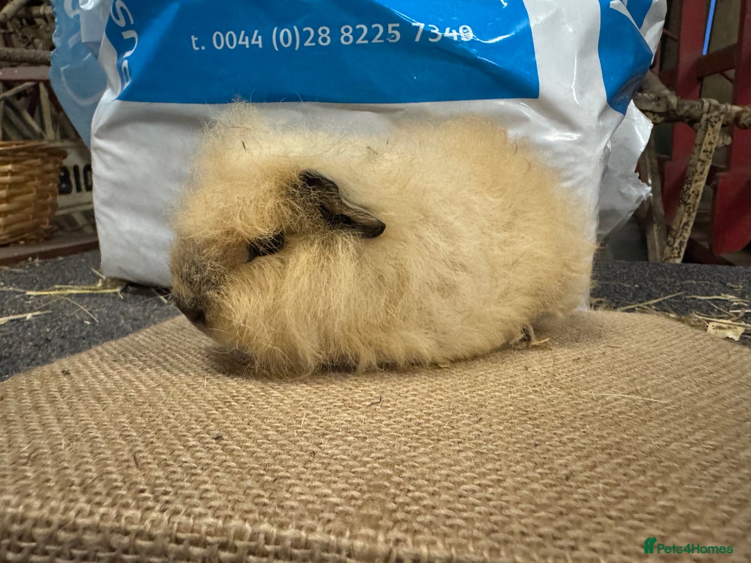 Guinea Pig rodents for sale: Various Swiss Guinea Pigs - Advert 10