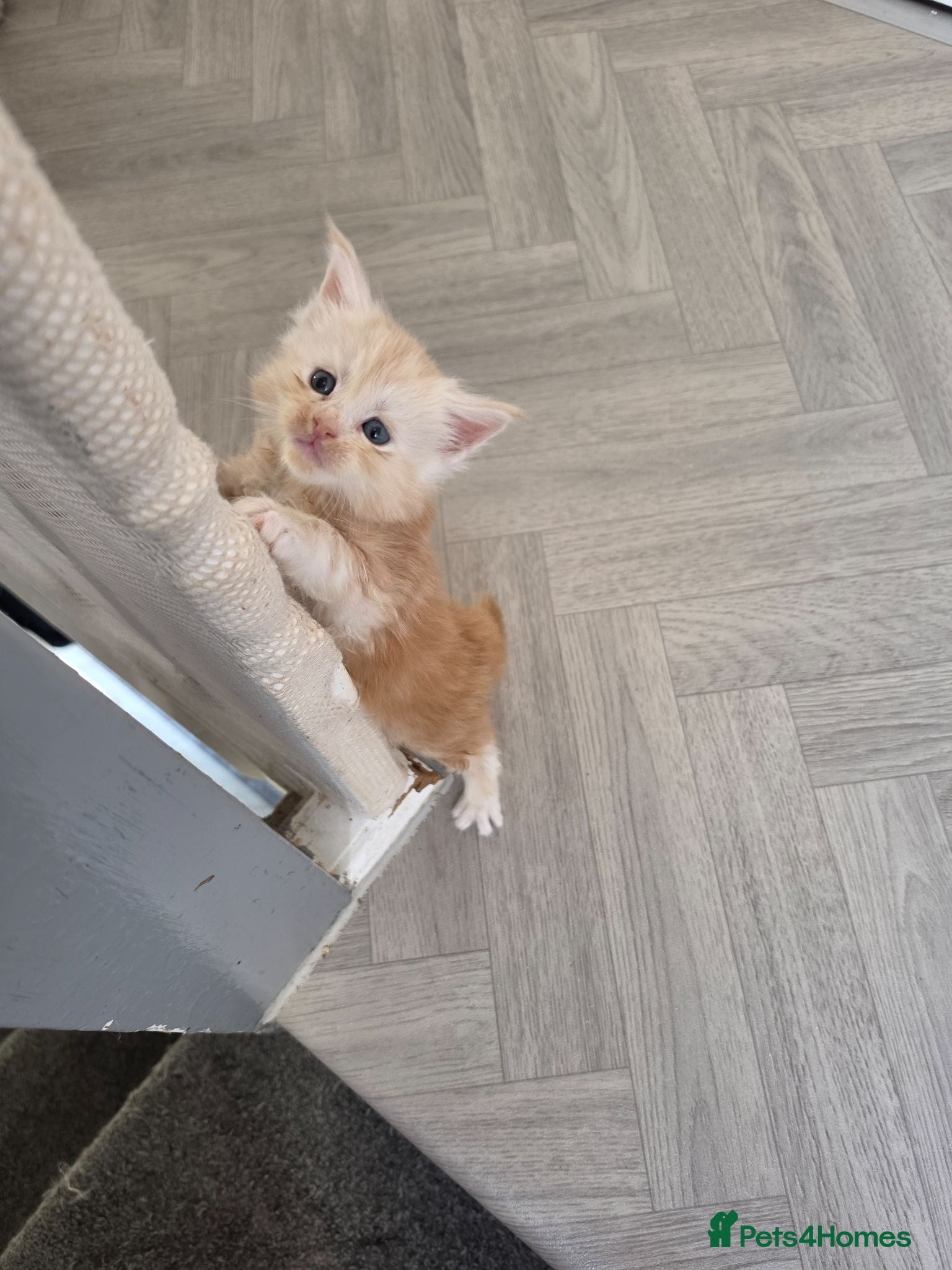 Maine Coon cats PEDIGREE MAINE COON KITTENS  - Advert 6