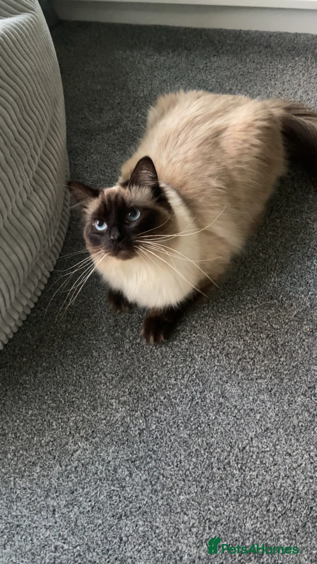 Ragdoll cats for sale: Ragdoll cat for sale  in Aylesbury - Advert 2