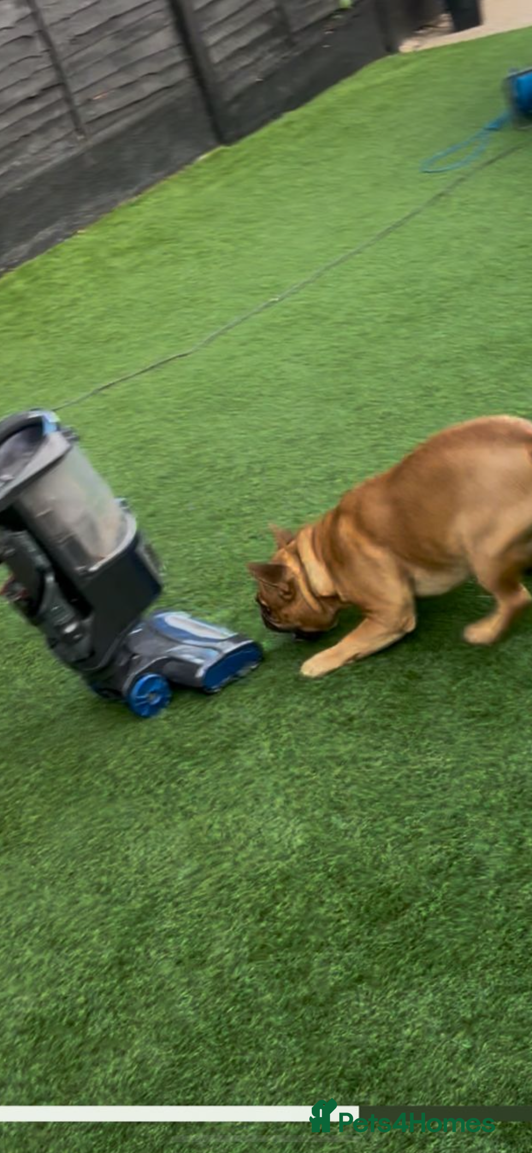 French Bulldog dogs for stud: Arnie  - Image 7