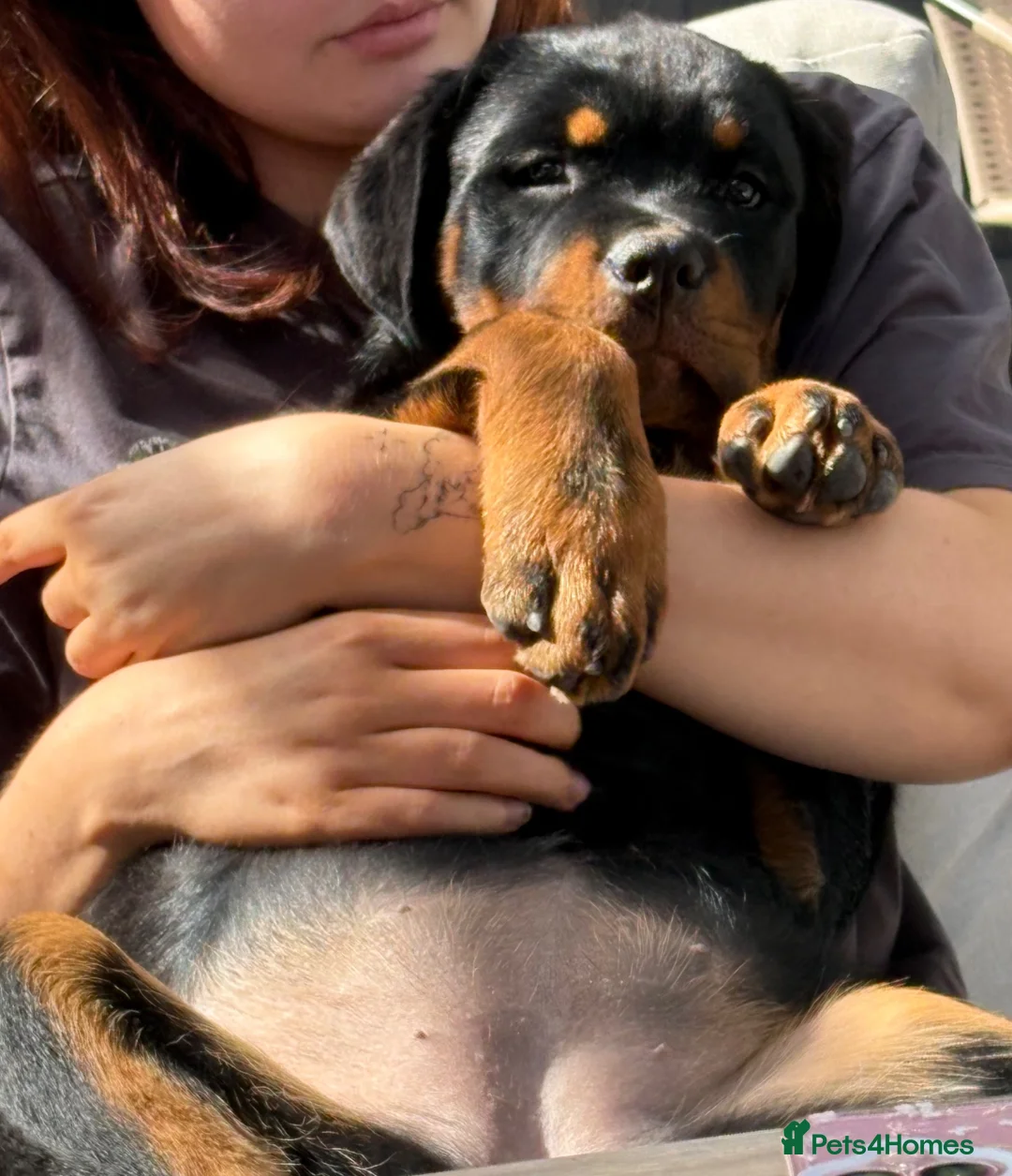 Rottweiler dogs for sale: 13 week old girl Rottweilers in Cardiff - Advert 2