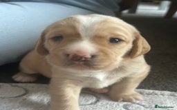 Cockerdor dogs for sale: Cockador Puppies for sale - Image 6