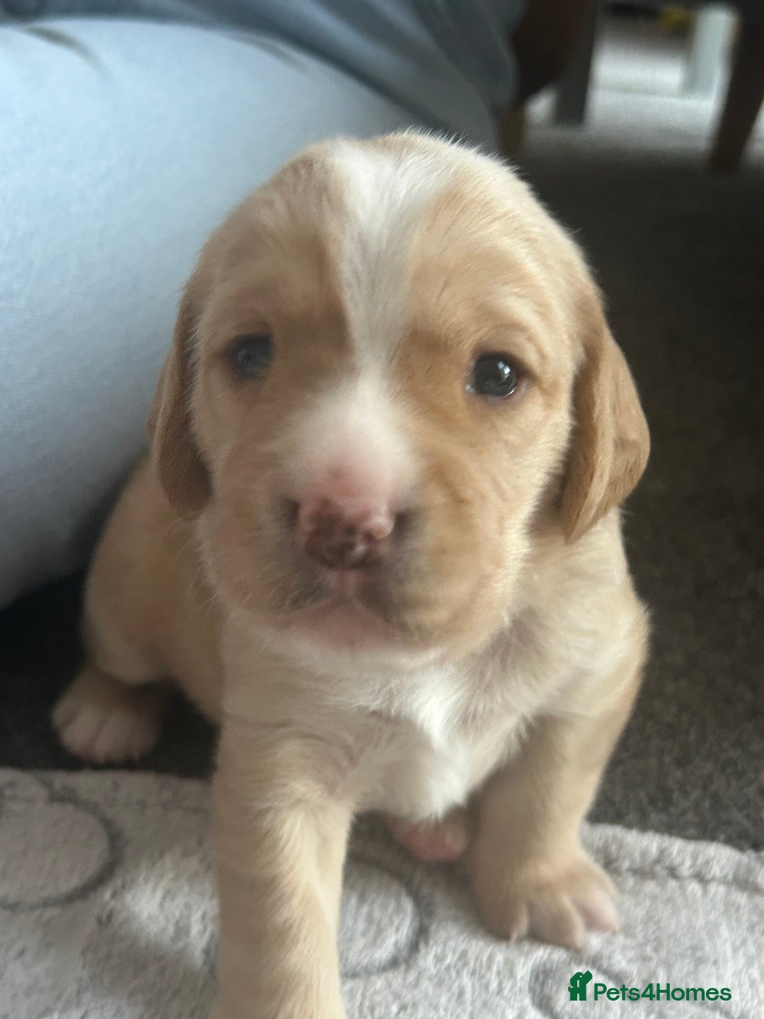 Cockerdor dogs for sale: Cockador Puppies for sale - Image 6