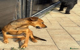 Mixed Breed dogs for adoption: Our lovely Angie, available for cuddles - Image 12