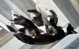 Mixed Breed cats for sale: 3 beautiful tabby kittens ♥️ - Image 11