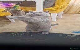 British Shorthair cats for stud: Amasing British Shorthair Lilac for stud - Image 4