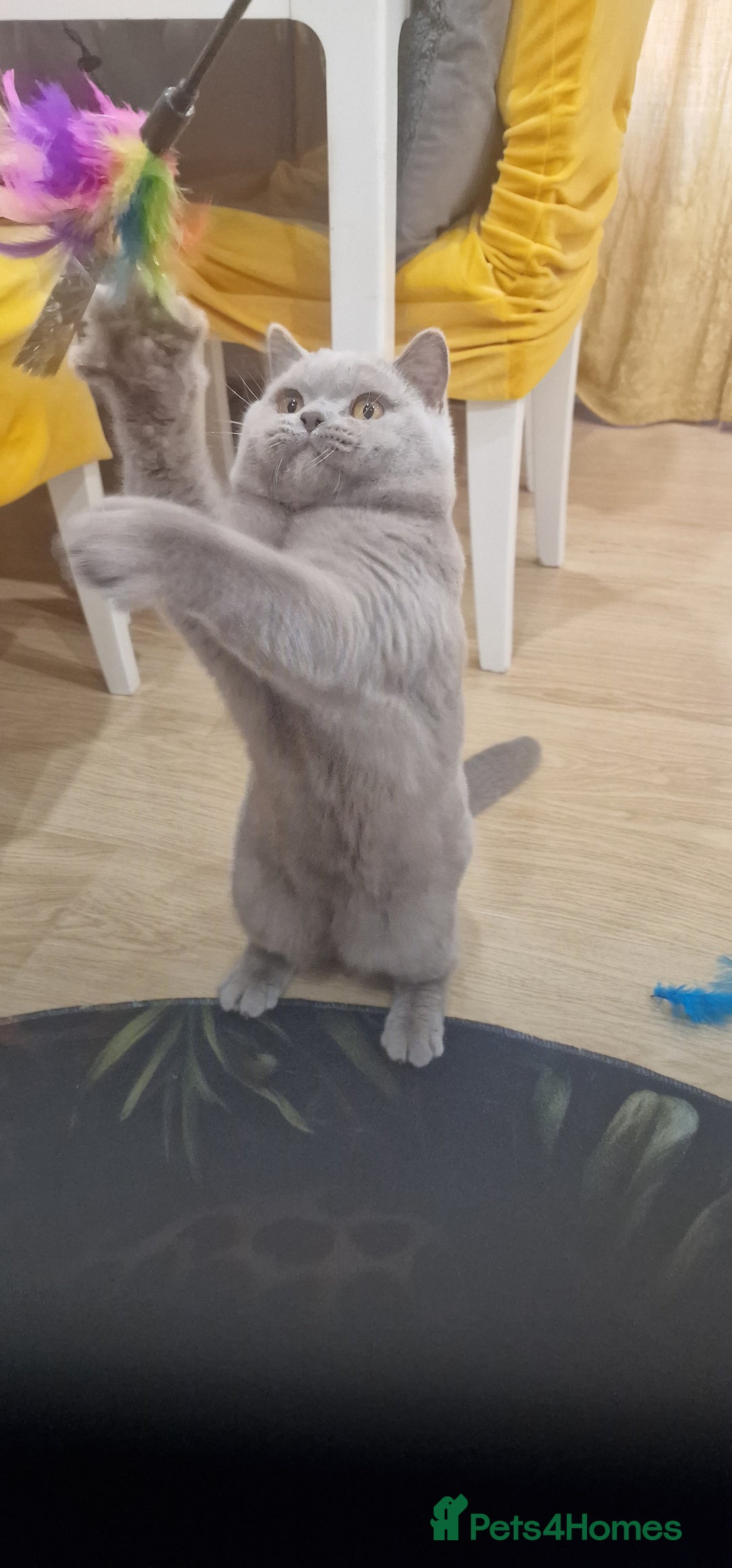 British Shorthair cats for stud: Amasing British Shorthair Lilac for stud - Image 4