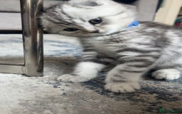 Scottish Fold cats for sale: Scottish fold x British shorthair  - Image 1