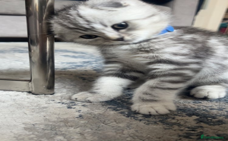 Scottish Fold cats - Advert 2