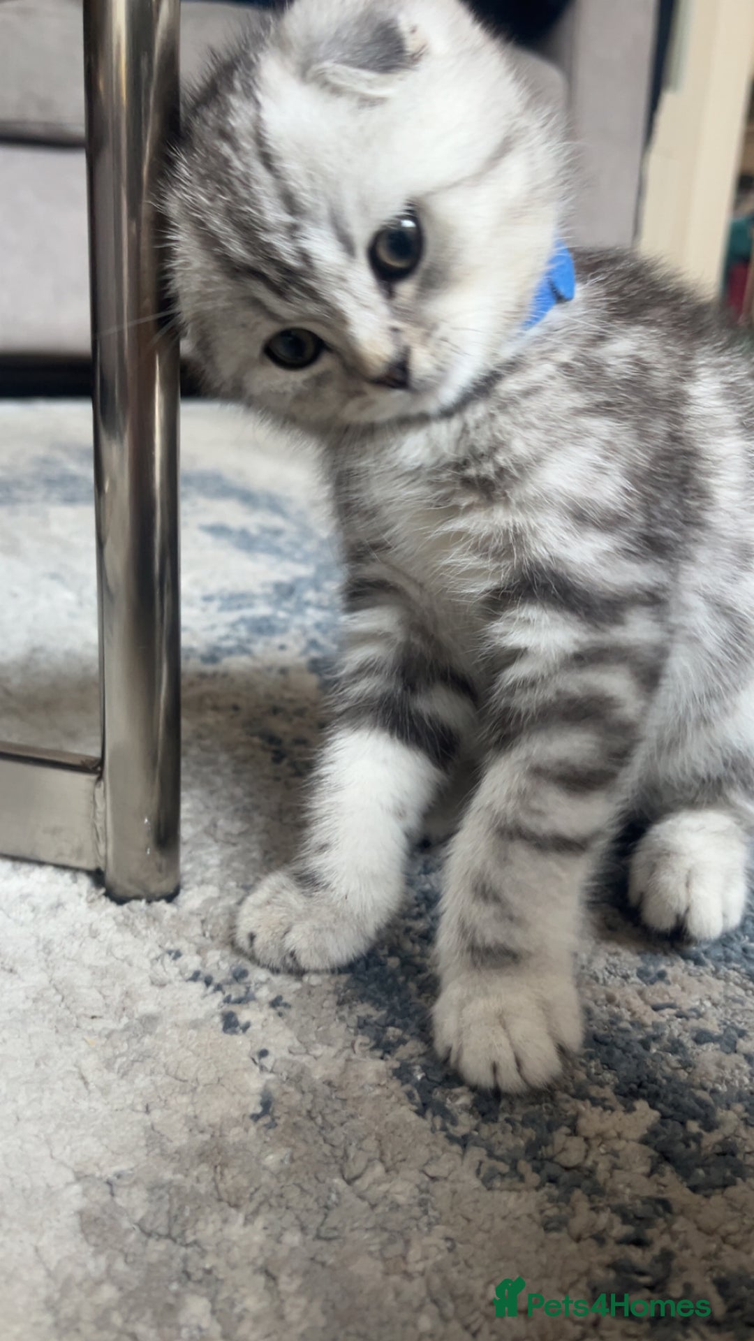 Scottish Fold cats for sale: Scottish fold x British shorthair  - Image 1