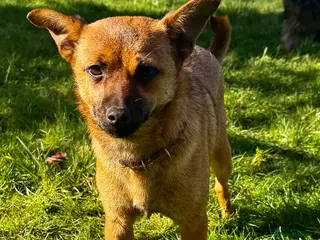 German Shepherd dogs 🐾 RUDY – MINI German Shepard - Advert 3