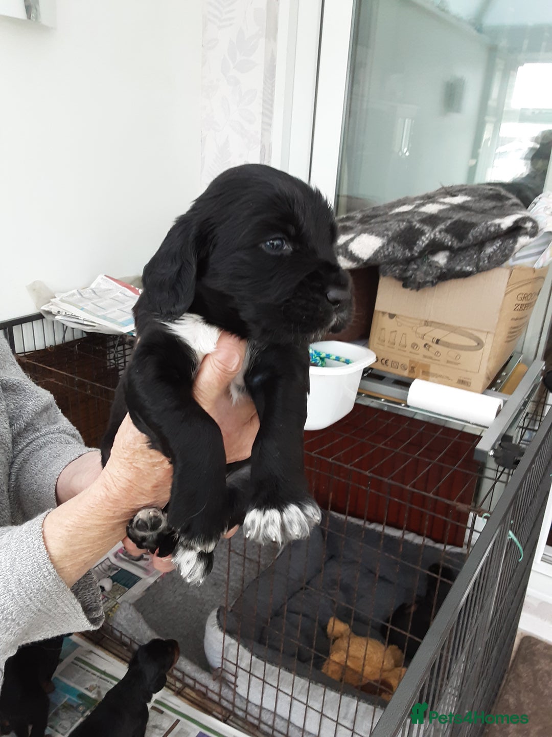 Mixed Breed dogs for sale: Welsh springer/Gordon  Setter Cross breed - Image 3