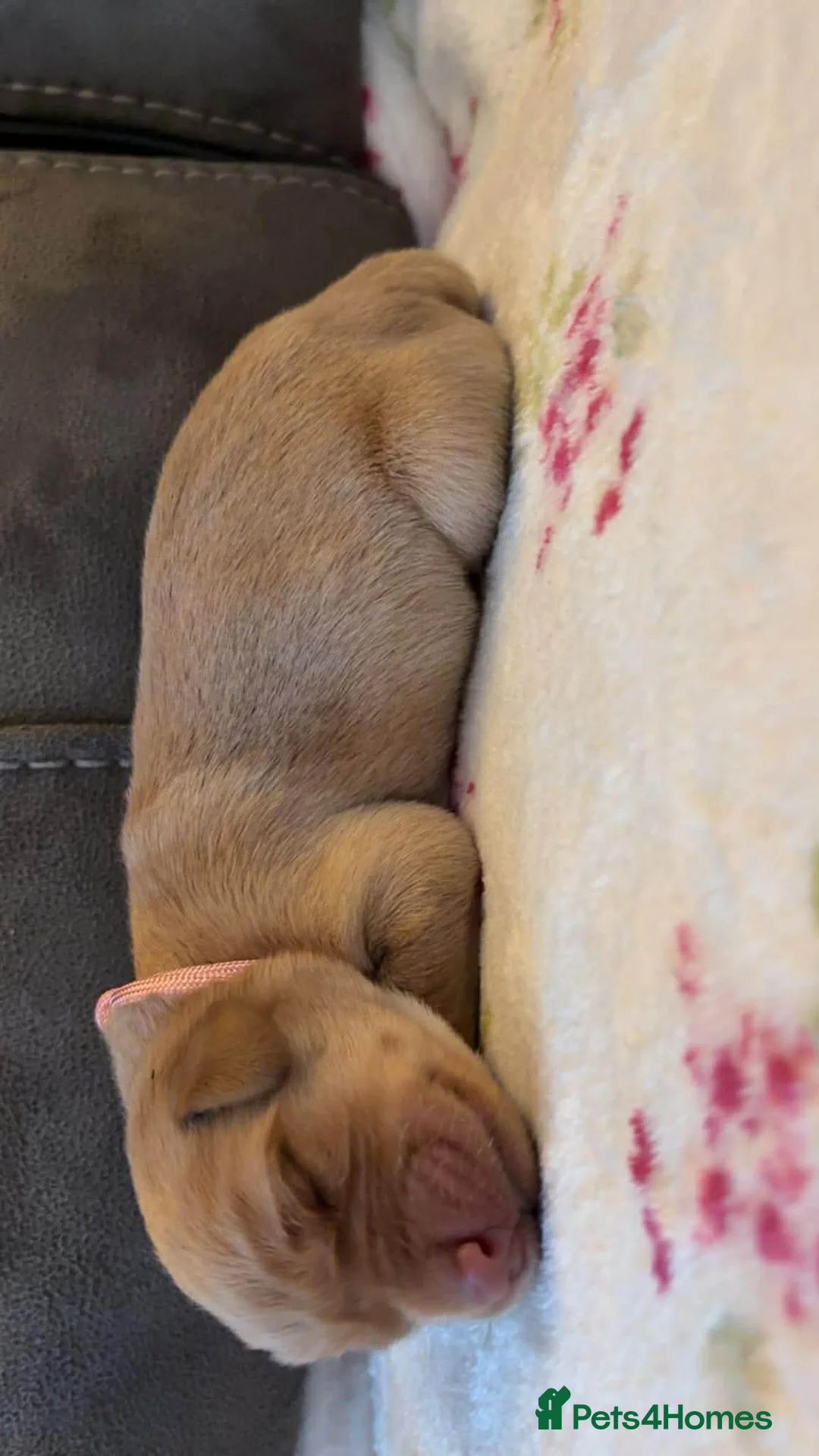 Labrador Retriever dogs for sale: KC Registered Labrador puppies for sale in Glenrothes - Advert 2