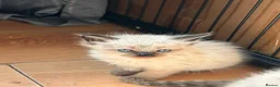 Mixed Breed cats for sale: Ragdoll x Maine coon kittens last 2 available. - Advert 1