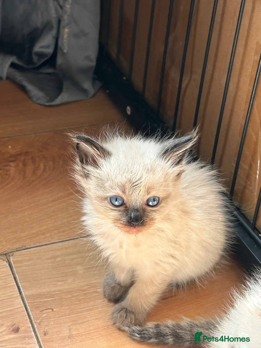 Mixed Breed cats for sale: Ragdoll x Maine coon kittens last 2 available. - Advert 1