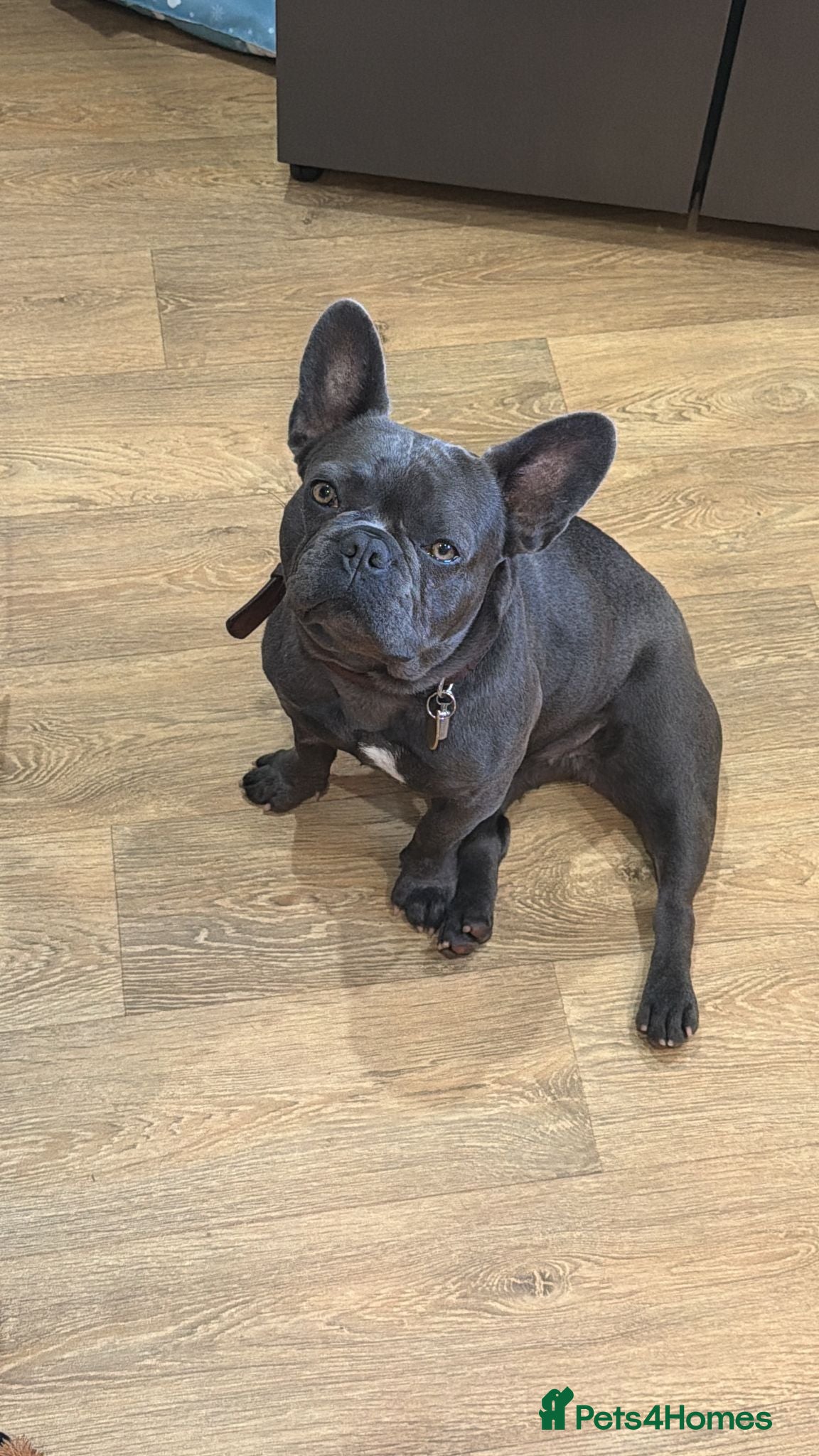 French Bulldog dogs Smurf  - Advert 1