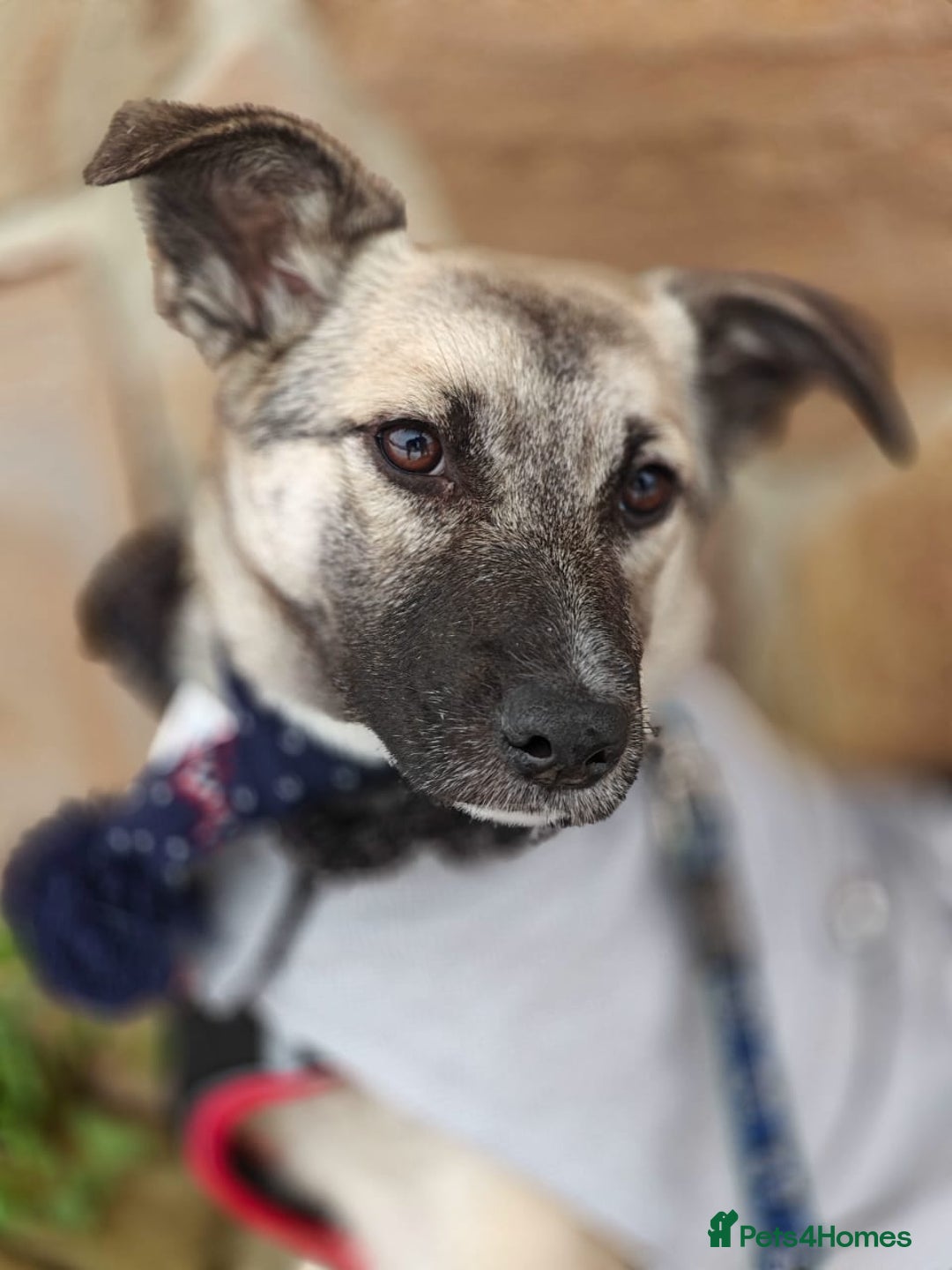 Mixed Breed dogs for adoption: ❤️TILLY -gentle, and affectionate pup❤️ - Advert 1