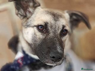 Mixed Breed dogs ❤️TILLY -gentle, and affectionate pup❤️ - Advert 2