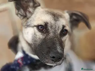 Mixed Breed dogs โค๏ธTILLY -gentle, and affectionate pupโค๏ธ - Advert 7