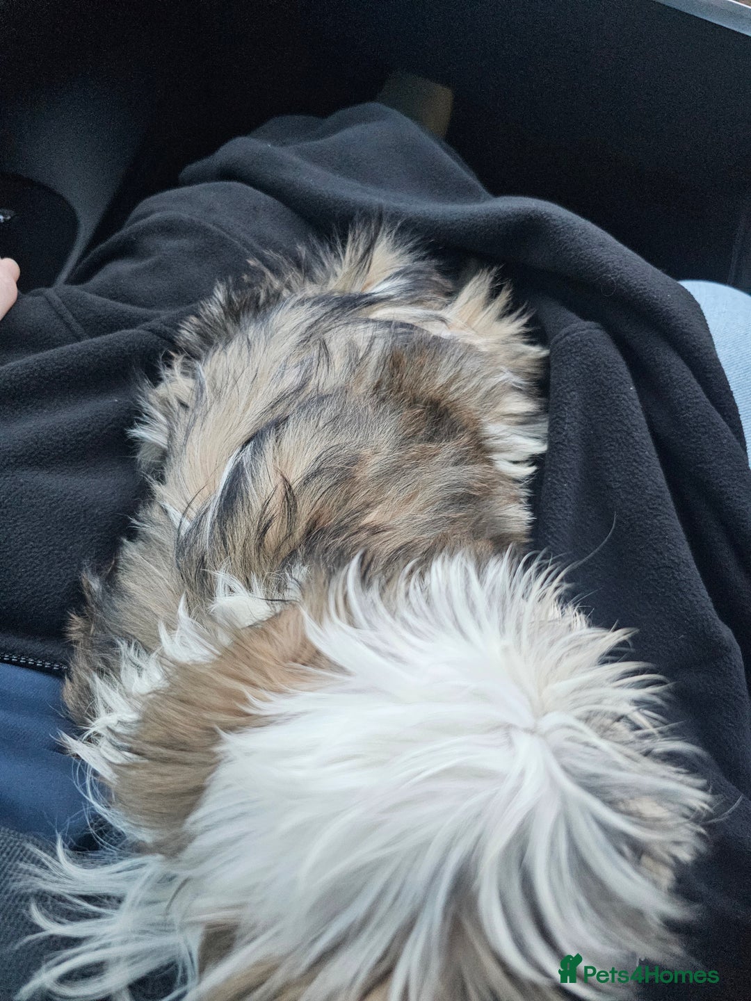 Shih Tzu dogs for sale: Shih tzu puppy - Male ready to go - Advert 3