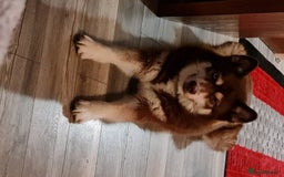 Siberian Husky dogs for stud: Siberian husky Stud (Proven) in Bishop's Stortford - Image 4