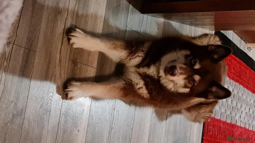 Siberian Husky dogs for stud: Siberian husky Stud (Proven) in Bishop's Stortford - Advert 4