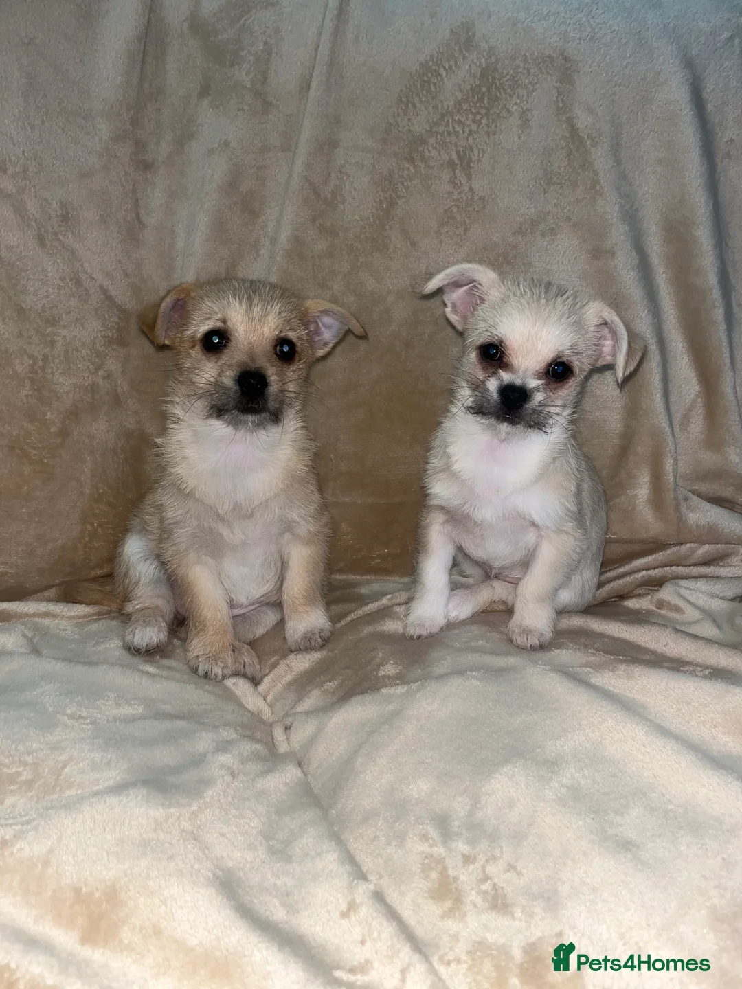 Mixed Breed dogs for sale: Maltese \ Chihuahua - Advert 5