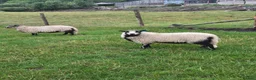 Sheep livestock for sale: Badger Faced Welsh Mountain Ewe Lambs in Faringdon - Advert 2