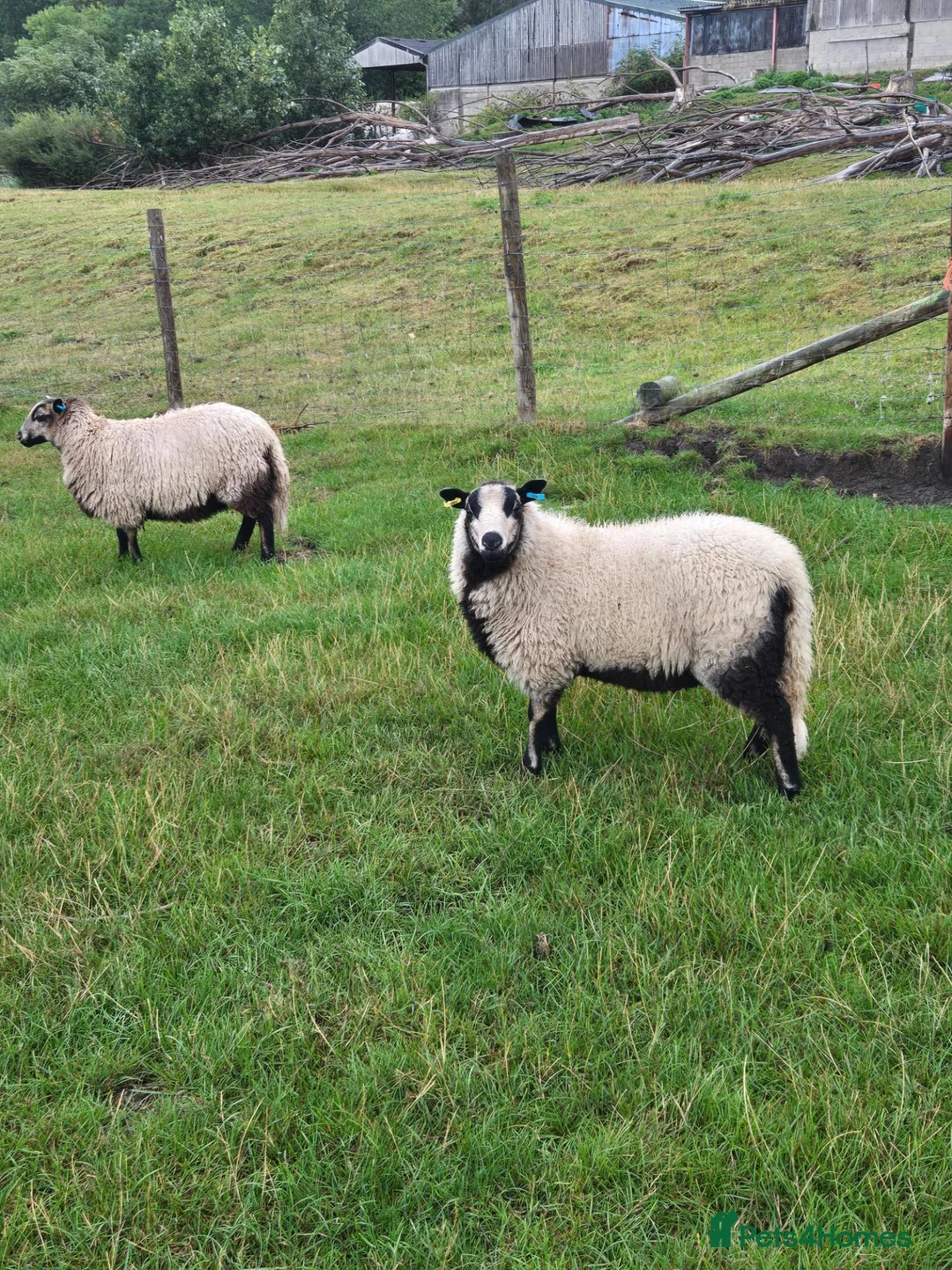 Sheep livestock for sale: Badger Faced Welsh Mountain Ewe Lambs in Faringdon - Advert 2