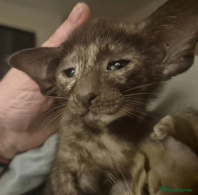 Oriental cats Pedigree Oriental kittens  - Advert 3