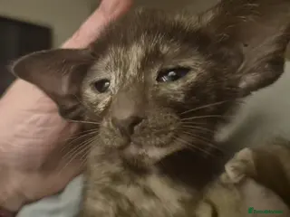 Oriental cats Pedigree Oriental kittens - Advert 3