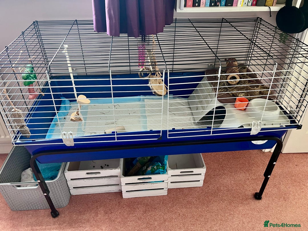 Dwarf Lop rabbits for sale: Gorgeous dwarf lop female needs a new home - Image 4