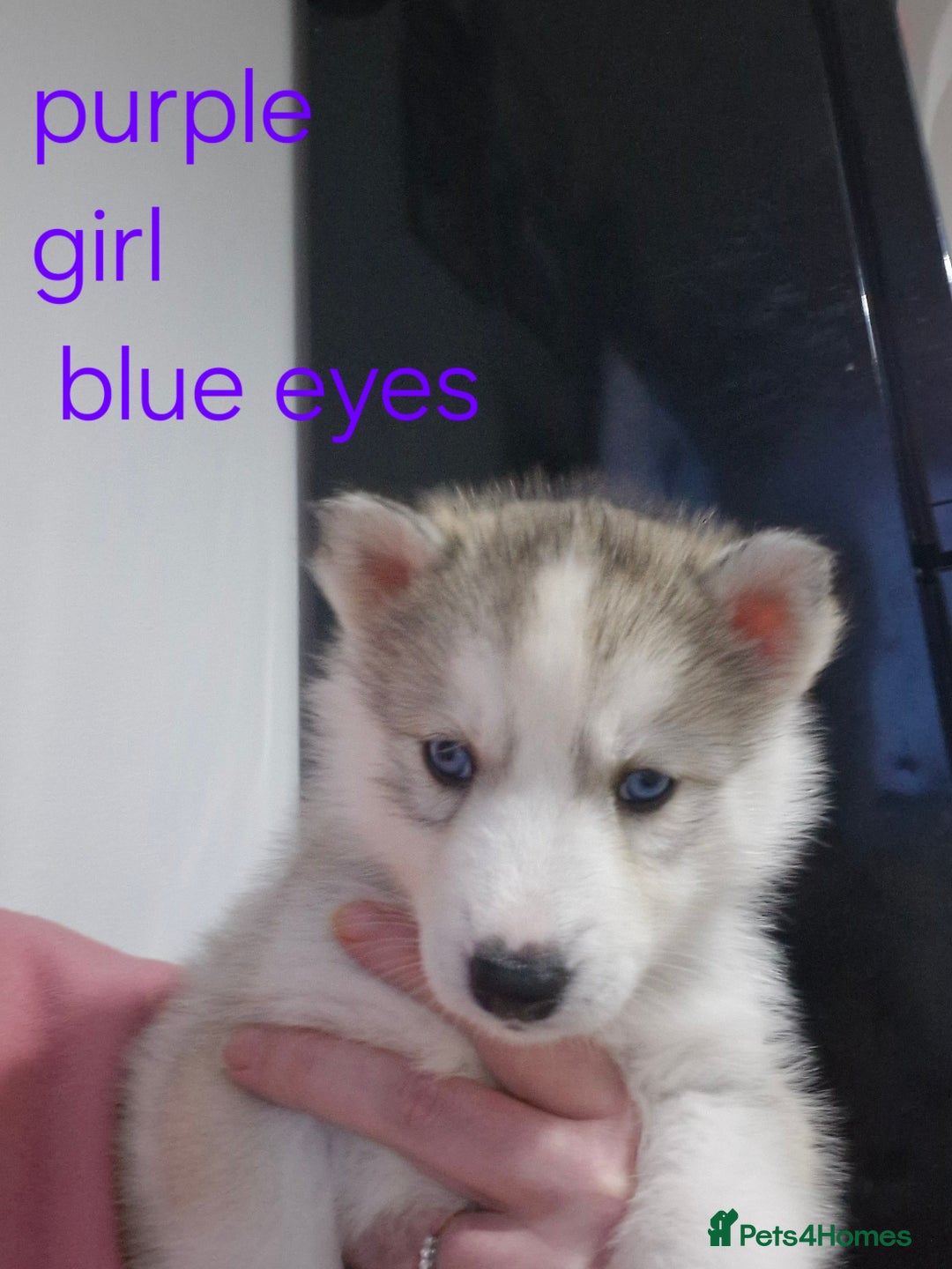 Siberian Husky dogs for sale: 8 husky pups - Advert 6
