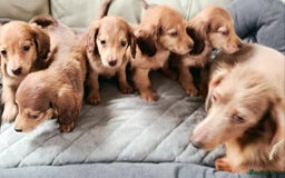 Miniature Dachshund dogs for sale: SHADED CREAM SUPER MINI DAXIS KC REG PRA CLR - Image 4