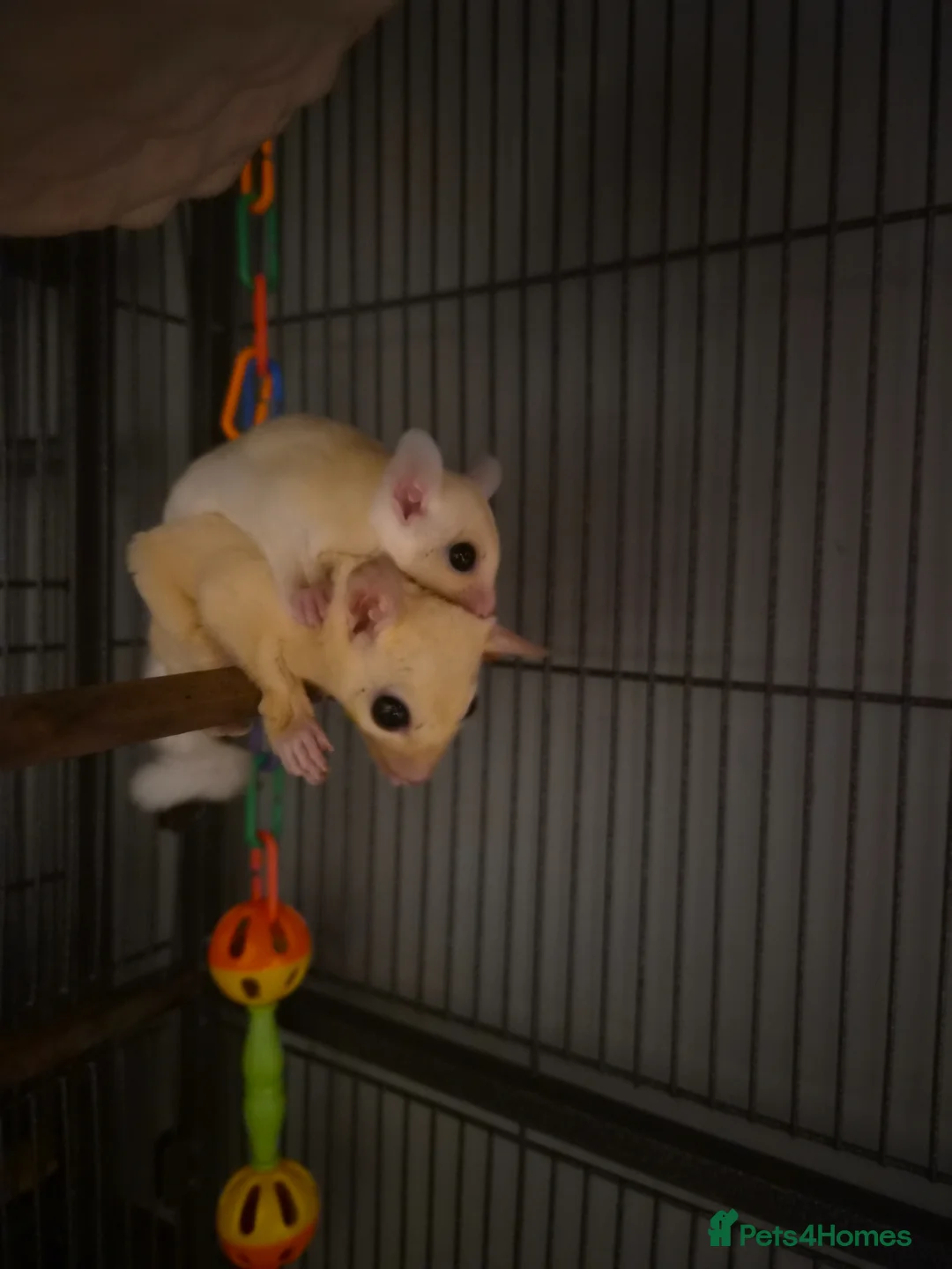 Sugar Glider rodents for sale: Beautiful Sugar Gliders for sale! - Advert 2