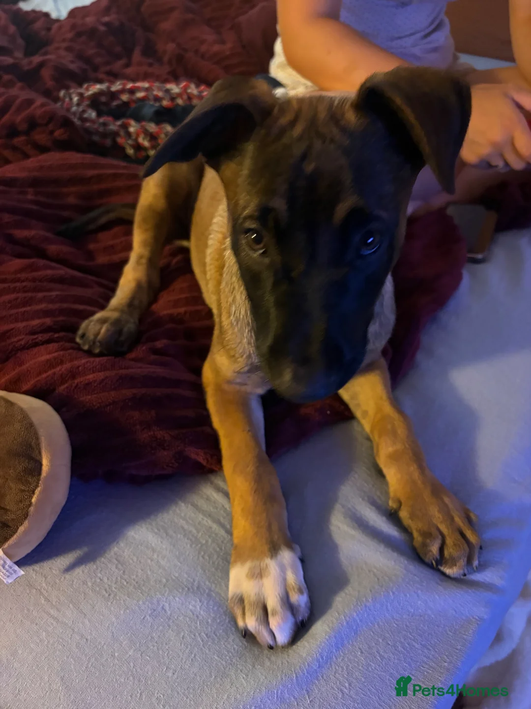 Belgian Shepherd Dog dogs for sale: Female Belgian Malinois for sale - Advert 2