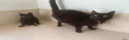 Domestic Shorthair cats for sale: Black Kittens For Sale  - Advert 9