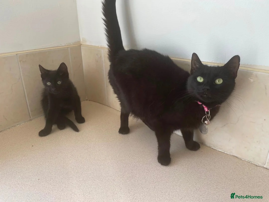 Domestic Shorthair cats for sale: Black Kittens For Sale  - Advert 9