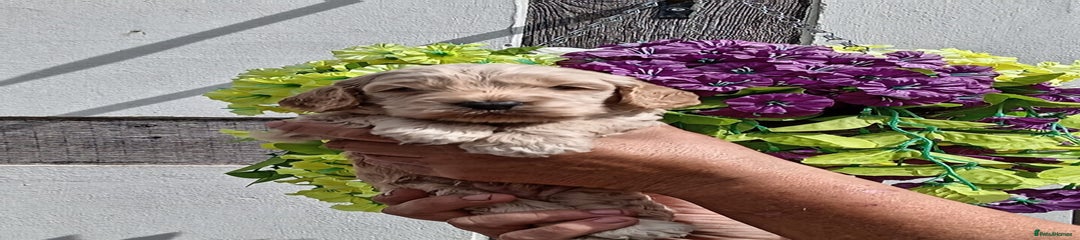 Cockapoo Puppy 3
