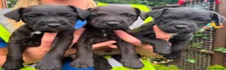 Patterjack dogs for sale: Patterjack  - Advert 3
