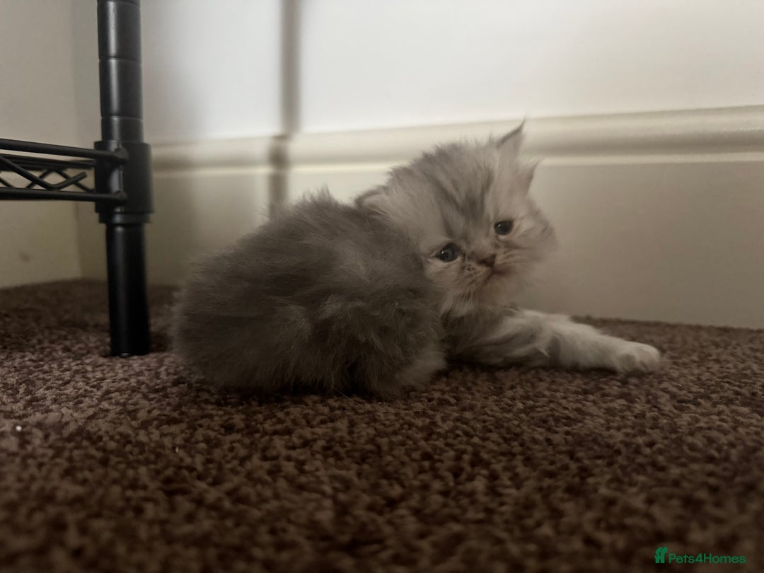 Persian cats for sale: Blue persian kitten  - Advert 17