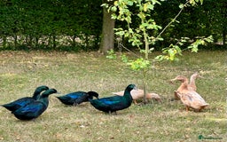 Ducks poultry for sale: Cayuga and Orpington ducks  - Image 1