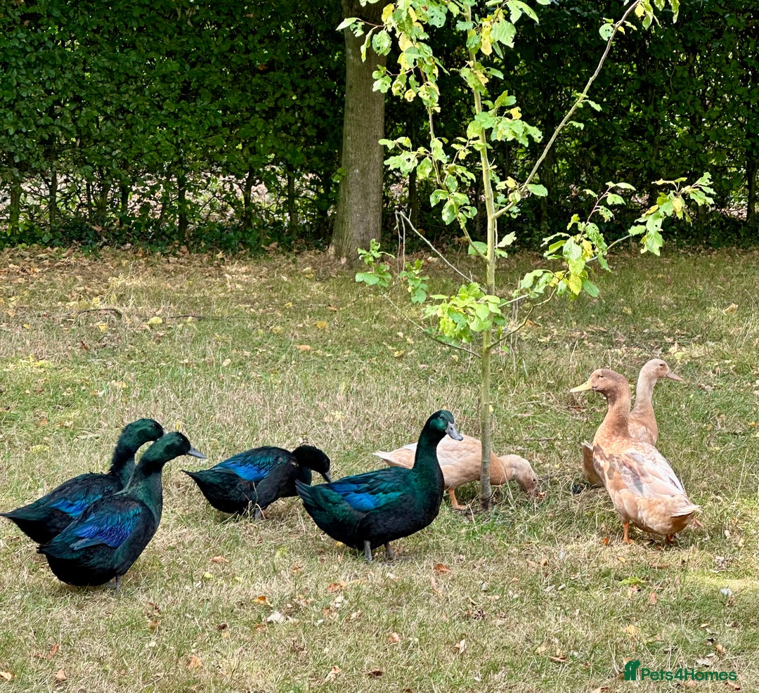 Ducks poultry for sale: Cayuga and Orpington ducks  - Image 1