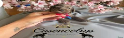 Cockapoo dogs for sale: STUNNING DNA CLEAR F1 miniature cockapoos - Advert 2