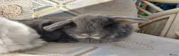 Mini Lop rabbits for sale: mini lops - Advert 20